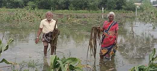 மழை நீரில் அழுகிய மக்காச்சோளம் : விவசாயிகள் வேதனை
