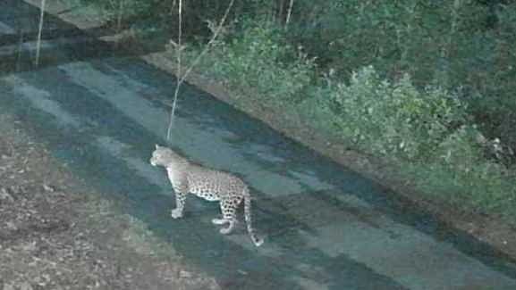 சத்தியமங்கலம் அருகே ஊருக்குள் புகுந்து நாய்களை கடித்துக் கொன்ற சிறுத்தை