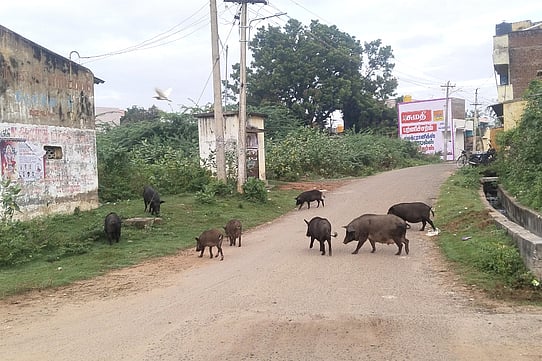 செங்கத்தில் பன்றிகள் தொல்லை; தொற்றுநோய் பரவும் அபாயம்!