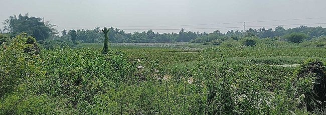 குறிஞ்சிப்பாடியில் வீடுகளை சூழ்ந்த மழைநீா். பொதுமக்கள் அவதி