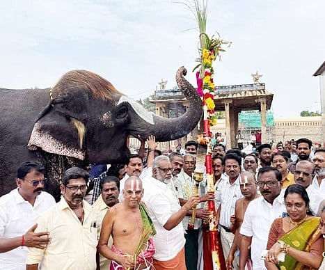 மன்னாா்குடி ராஜகோபால சுவாமி
கோயிலில் பந்தக்கால் நடும் நிகழ்ச்சி