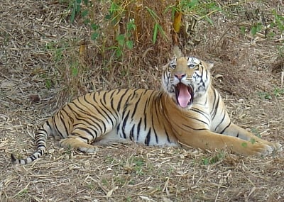 ம.பி.யில் புலி தாக்கியதில் பெண் பலி, 4 பேர் காயம்