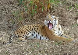 ம.பி.யில் புலி தாக்கியதில் பெண் பலி, 4 பேர் காயம் 