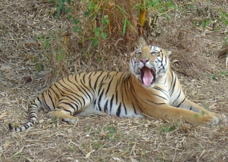 Tiger kills woman, injures 4 persons in MP's Bandhavgarh