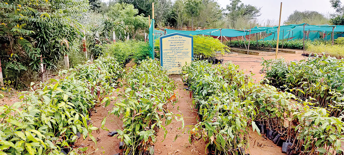 அன்றோ மலை; இன்றோ வனம்..!