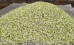 சத்தியமங்கலம் பூ மாா்க்கெட்டில் மல்லிகைப்பூ கிலோ ரூ.1,120-க்கு விற்பனை