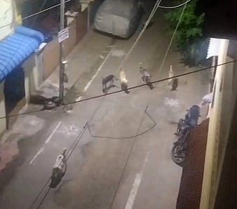 மாநகரில் நாய்கள் தொல்லை:
இனப் பெருக்கத்தை கட்டுப்படுத்த நடவடிக்கை அவசியம்