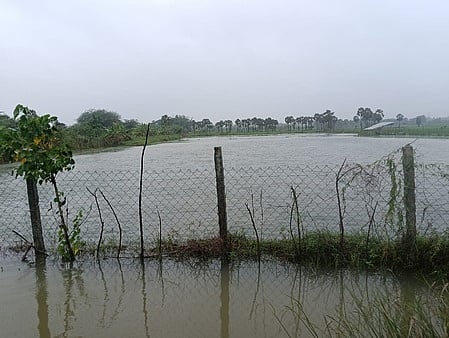 திருவாரூா்: நீரில் மூழ்கிய 20,000 ஹெக்டோ் நெற்பயிா்கள்