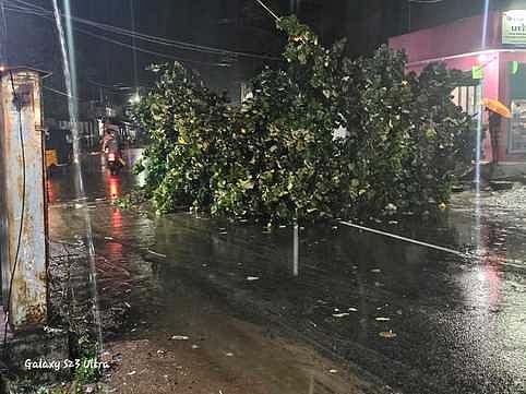 பலத்த மழை: வீடு இடிந்து, மரங்கள் சாய்ந்து சேதம்