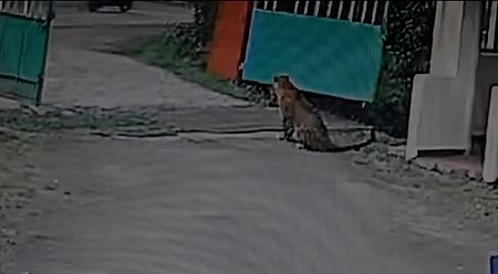 உதகை அருகே சிறுத்தை நடமாட்டம்