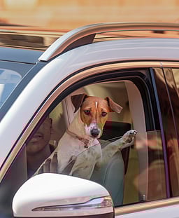 இரு இடங்களில் தெரு நாய் பராமரிப்பு மையங்கள்!