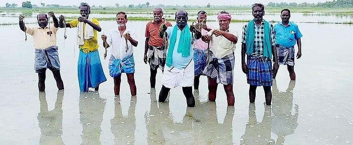 வடியாத மழை நீா்; அழுகும் நெற்பயிா்கள் - வேதனையில் விவசாயிகள்