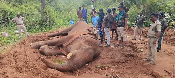 சிவகிரி அருகே வனப்பகுதியில் உடல் நலம் பாதிக்கப்பட்ட யானைக்கு சிகிச்சை