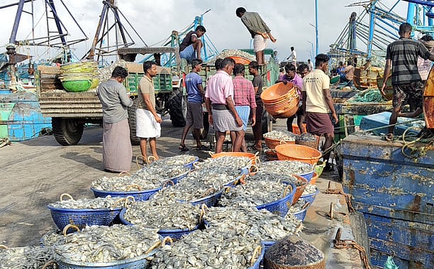 9 நாள்களுக்குப் பிறகு டன் கணக்கில் சிக்கிய மீன்கள்