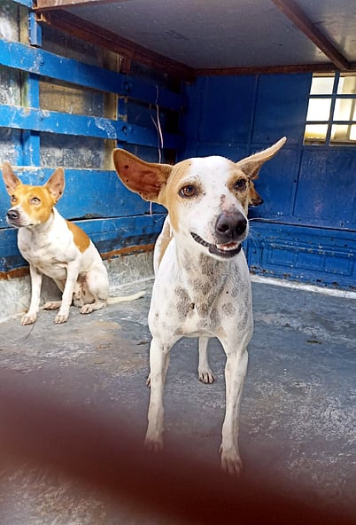 புதுச்சேரியில் தெரு நாய்கள் பிடிக்கும் பணி தொடக்கம்