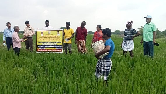 நயினாா்கோவில் வட்டாரத்தில் நெல் பயிரில் பூச்சி தாக்குதல்