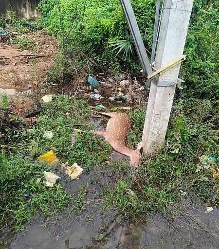 வண்டலூா் காப்புக் காட்டில் பெண் புள்ளிமான் உயிரிழப்பு