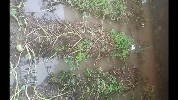 கொடைக்கானல் விவசாய நிலங்களில் மழை நீா் தேக்கம்: விவசாயிகள் கவலை