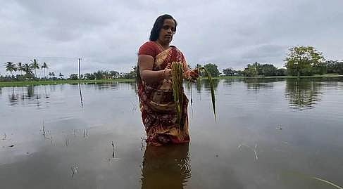 சேத்தியாத்தோப்பு அருகே நீரில் மூழ்கி 500 ஏக்கா் நெற்பயிா்கள் சேதம்