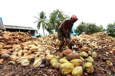 விளைச்சல் அதிகரிப்பால் குறைந்த தேங்காய் விலை!