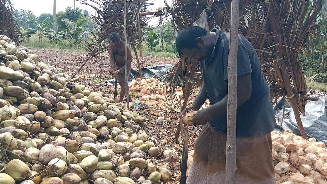 தேங்காய் உற்பத்தி அதிகரிப்பு: டன் ரூ.60 ஆயிரமாக குறைந்தது