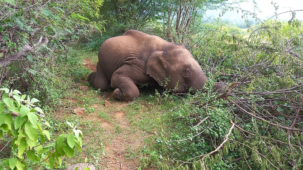 சத்தியமங்கலம் அருகே மின்வேலியில் சிக்கி
காட்டு யானை உயிரிழப்பு