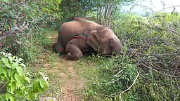 வன விலங்குகளின் வாழ்விட உரிமை !