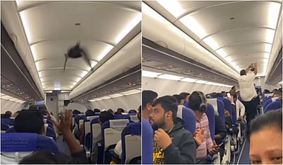 சோதனை மேல் சோதனை...! இண்டிகோ விமானத்துக்குள் புறா!
