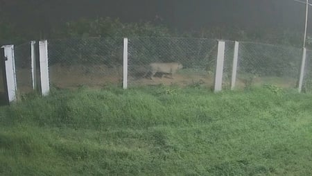 கோத்தகிரி அருகே சிறுத்தை நடமாட்டம்: பொதுமக்கள் அச்சம்