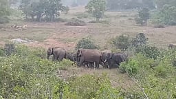 கொடைக்கானல் அருகே காட்டு யானைகள் நடமாட்டம்! பொது மக்கள் அச்சம்!