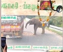 லாரியில் இருந்த மக்காச்சோளத்தை பறித்து சாப்பிட்ட காட்டு யானை