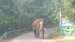 கிருஷ்ணகிரி அருகே காட்டுயானை தாக்கியதில் முதியவா் காயம்