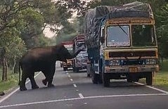 கரும்புக்காக வாகனங்களை வழிமறித்த காட்டு யானை