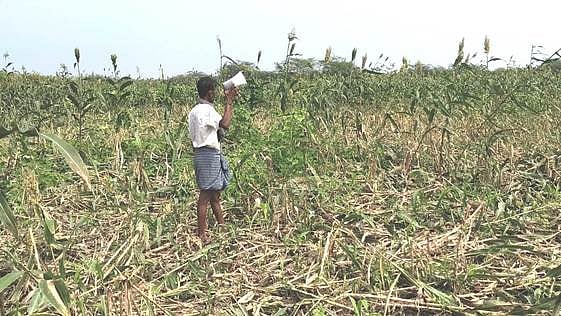 மின் சாதன ஒலிப்பெருக்கி மூலம்
பறவைகளை விரட்டும் விவசாயிகள்