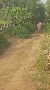 தாளவாடி அருகே யானை தாக்கி முதியவா் படுகாயம்