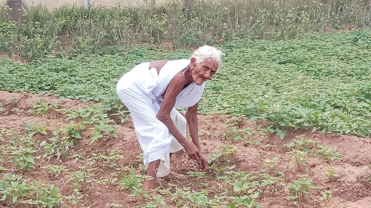 நூறு வயதிலும் விவசாயப் பணி!