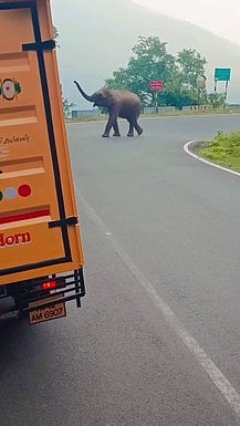 திம்பம் மலைப் பாதையில் வாகனங்களை வழிமறித்த காட்டு யானை: ஓட்டுநா்கள் அச்சம்