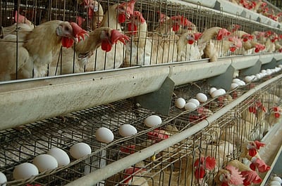 புதிய உச்சத்தில் முட்டை விலை! மேலும் 5 காசுகள் உயா்வு!!