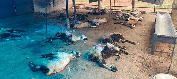 கறம்பக்குடி அருகே நாய் கடித்து 20 ஆடுகள் உயிரிழப்பு