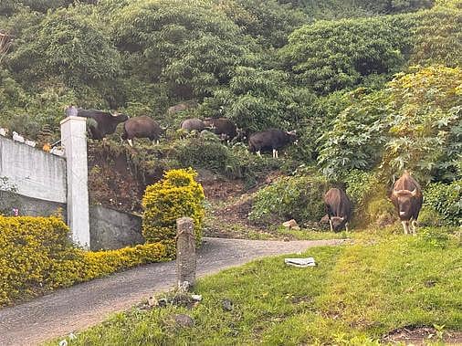 கொடைக்கானல் அருகே சாலையில் காட்டு மாடுகள் உலா