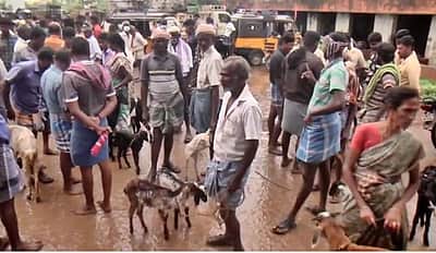 மேலப்பாளையம் சந்தையில் ரூ.2.52 கோடிக்கு ஆடுகள் விற்பனை!