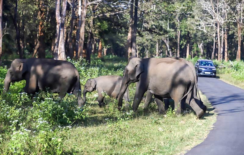 Elephant movement disrupts train services