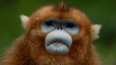 2025-ல் மிகவும் விரும்பப்பட்ட விலங்குகளின் புகைப்படங்கள்!