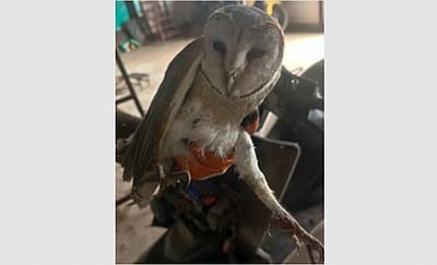 திருச்சி விமான நிலையம் அருகே அடிபட்டுக் கிடந்த ஆந்தை மீட்பு!