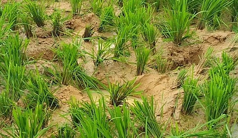 அனவன்குடியிருப்பில் நெல்லை சேதப்படுத்திய காட்டு யானைக் கூட்டம்