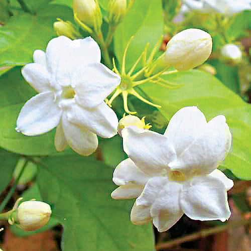 ஆயுள் காக்கும் ஆயுர்வேதம்: வாசனைத் திரவியங்கள் உடலுக்கு ஏற்றதா? 