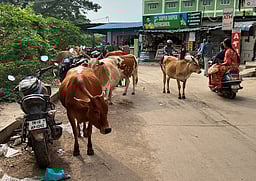 பொன்னேரியில் சாலையில் திரியும் மாடுகளால் வாகன ஓட்டிகள் அவதி!