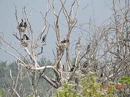 அம்பாசமுத்திரம் கோட்டத்தில்
பறவைகள் கணக்கெடுப்புப் பணி