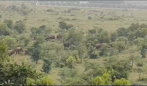 தாளவாடி அருகே கூட்டமாக உலவும் யானைகள்