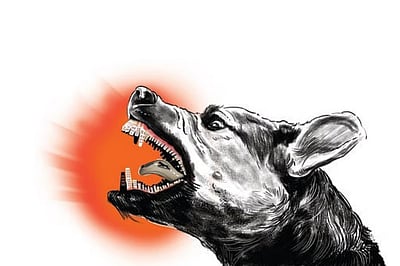 ம.பி.: மயானம் அருகே இறந்த பச்சிளம் குழந்தையின் உடலைக் கவ்வியபடி திரிந்த தெரு நாய்!  